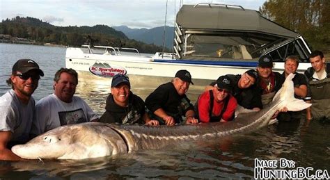 Largest recorded Sturgeon caught on the Fraser in 2012! | Fraser river ...