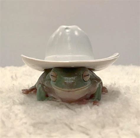 Cute little hat frog : r/frogs