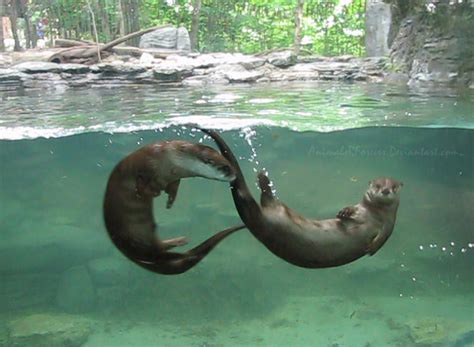 Free Animated Pictures River Otters, Download Free Animated Pictures ...