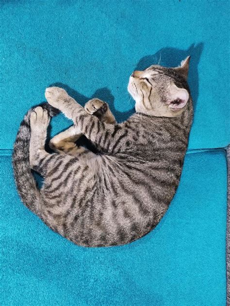 Sleeping Tabby Cat in the Sofa Stock Image - Image of mammal, sleeping ...