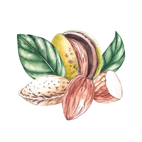 Premium Vector | Watercolor almond composition