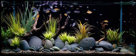 Aquarium Design Group - An Aquascaped Aquarium featuring Gourami ...