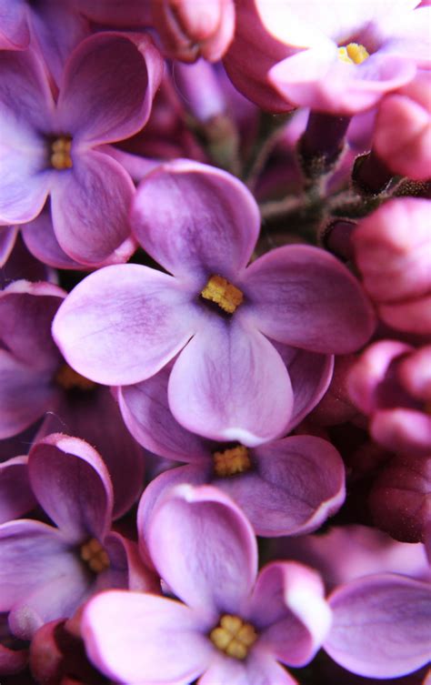 Download wallpaper 840x1336 lilac, pink, close up, iphone 5, iphone 5s ...