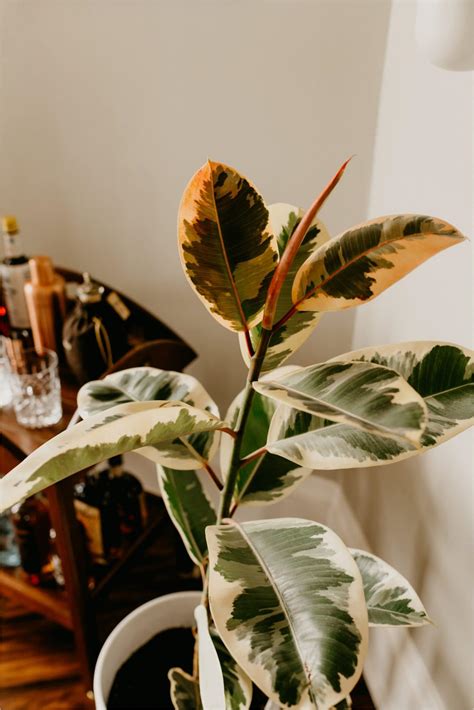 How to Care for Your Variegated Rubber Plant (Ficus Elastica)