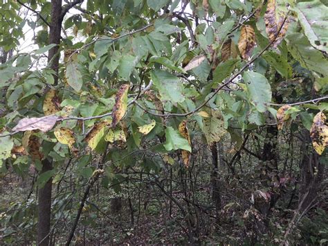 Are these pawpaw leaves? - General Fruit Growing - Growing Fruit