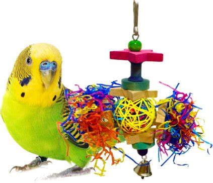 The 10 Best Budgie Toys you can buy from Amazon