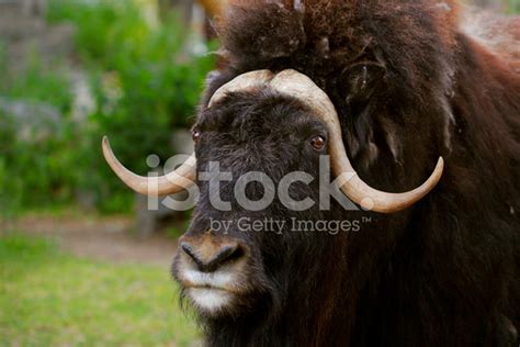 Portrait Of An Angry Musk Ox With Big Horns Stock Photo | Royalty-Free ...