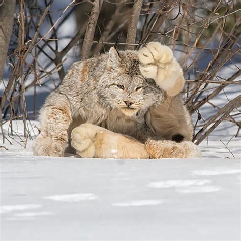 Those paws.. 😍🐾 Canadian Lynx. | Photos by © Les-Piccolo via DeviantArt ...