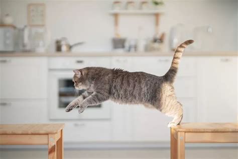 Why Does My Cat Jump and Should I Be Concerned in Dyer, IN? - Dyer ...