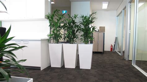 How To Choose Indoor Plants For Your Office Environment