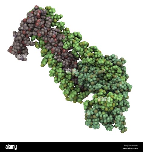 Human cardiac troponin core domain, chemical structure. Troponin is a ...