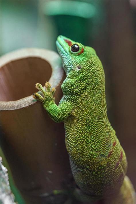 Madagascar giant day gecko 12311062 Stock Photo at Vecteezy