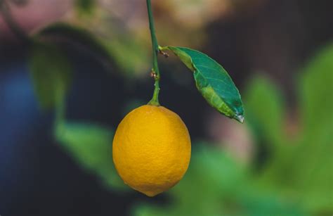 Lemon Trees 101: Types and How to Care for Them – FastGrowingTrees.com