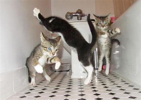 Cat Dance Party!! | Cats, Dancing cat, Crazy cats