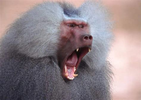 Baboon Behavior - AnimalBehaviorCorner