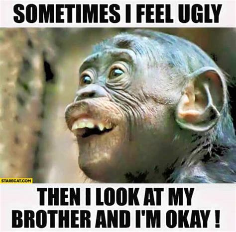 25 Funny Monkey Memes You'll Totally Fall In Love With - SayingImages.com