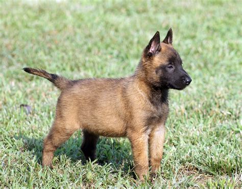 Singapore Belgian Malinois Breeders Grooming Dog Puppies Reviews ...