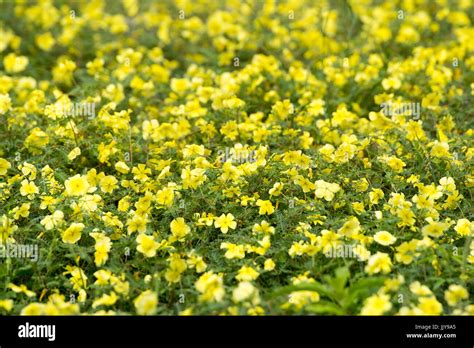 Namibia national flower hi-res stock photography and images - Alamy