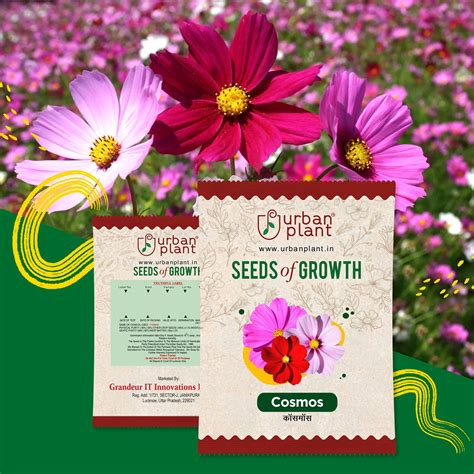 Buy Cosmos Flower Seeds - Urban Plant