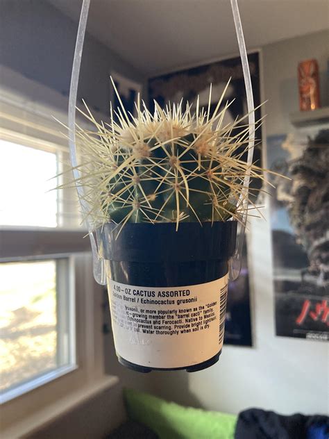 Hello i need cactus care tips! : r/houseplants