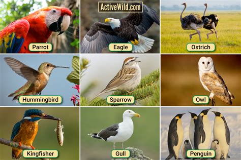 Types Of Birds In The World - Design Talk