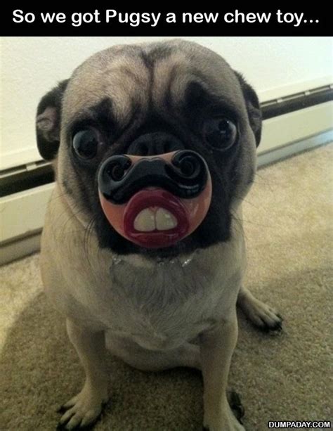 funny pug dogs - Dump A Day