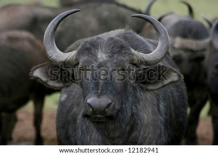 Old Female Buffalo With Large Curved Horns Stock Photo 12182941 ...