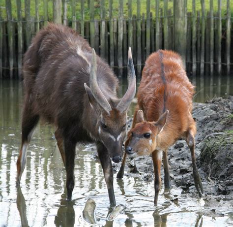 a pair of Sitatunga - ZooChat