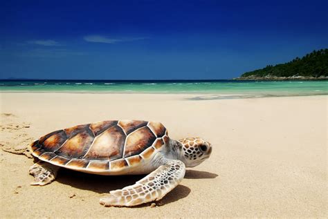 Turtle Beach May Be Set For A Comeback - Prosper Trading Academy