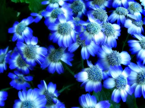 Summer Flower: Blue Flowers