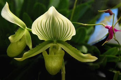 White & green orchids | White & green orchids Buffalo and Er… | Flickr