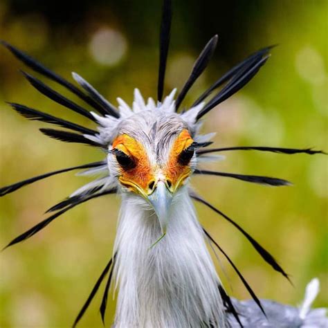 Secretarybird – Snake Hunter | DinoAnimals.com