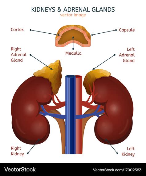 Adrenal Gland Diagram Labeled