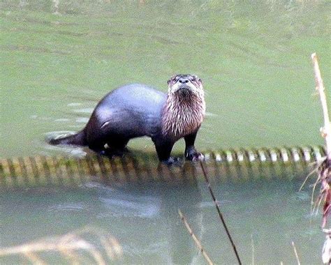 Celebrating Otters and Beavers | River Otter Ecology Project