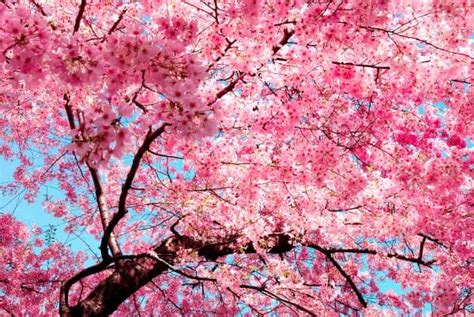 Where and when to see cherry blossom trees (greaterseattleonthecheap.com)