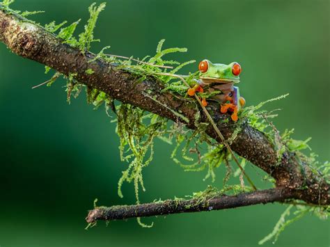 10 Mind Blowing Facts About The Red-Eyed Tree Frog - THE ENVIRONMENTOR