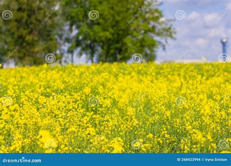 Cultivation of Breeding Varieties of Rapeseed. Yellow Rapeseed Plants ...