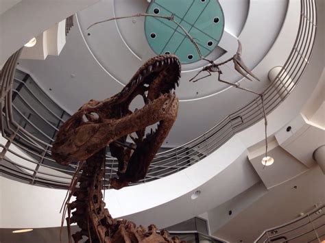 Museum of Paleontology - Museums - UC Area - Berkeley, CA - Reviews ...