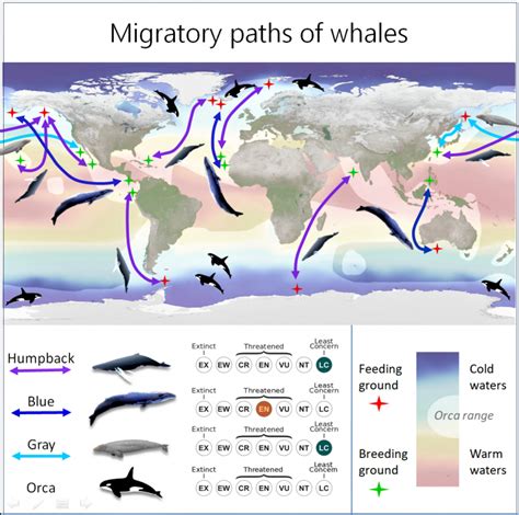 Infographic : Chethana Casiker | Whale, Whale song, Marine mammals