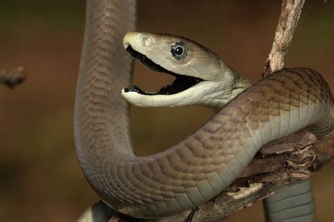 Discover the Largest Black Mamba Snake Ever Recorded! - A-Z Animals