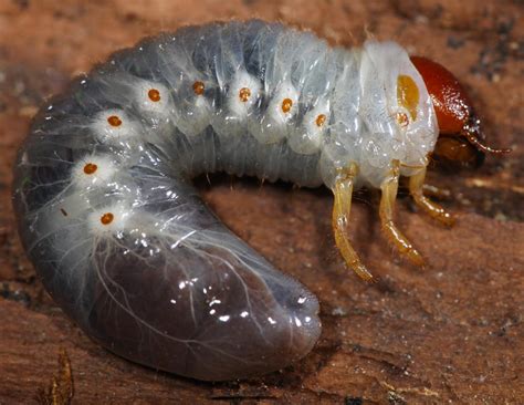 All of Nature: June "Bug" Larvae Demo Insect Breathing Spiracles