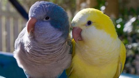 Monk Parakeet Talking | Yellow Quaker Parrot Talking & Sounds - YouTube