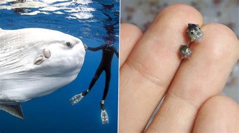 Pictures of Tiny Baby Ocean Sunfish Compared to Fully Grown Giants is ...