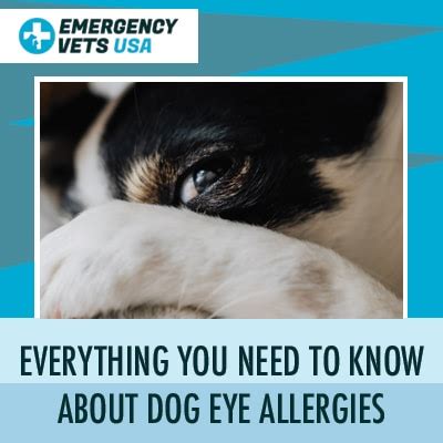 Dog Eye Allergies | Symptoms And Treating This Condition