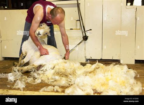 Sheep Shearing, South Island, New Zealand Stock Photo - Alamy