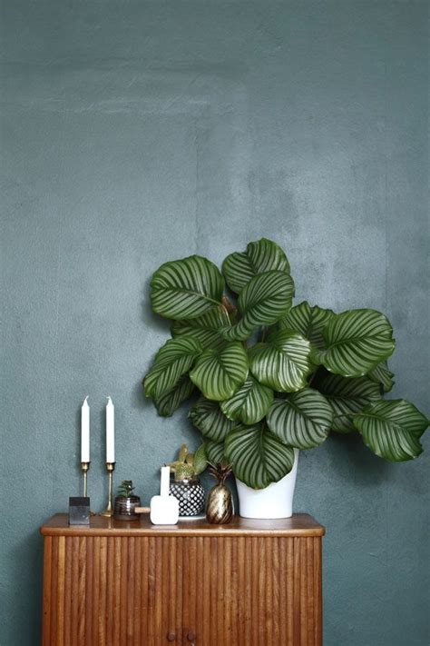 32 Office Plants You’ll Want To Adopt | Interior plants, House interior ...