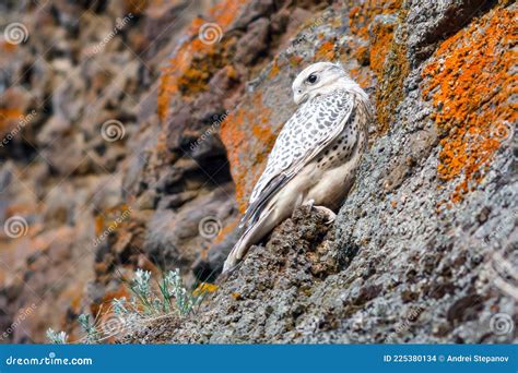 Gyrfalcon (Falco Rusticolus). a Young Falcon is Sitting on a Rock Stock ...