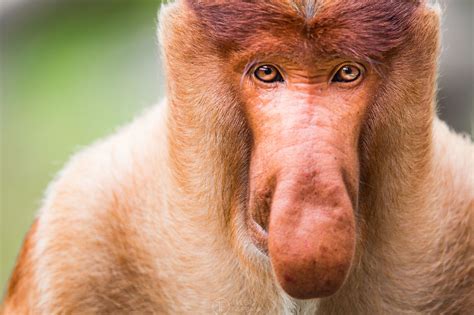 Proboscis Monkey #portrait nature monkey animal nose wildlife one male ...