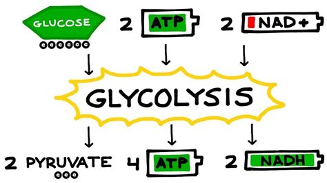 Glycolysis: An overview - YouTube