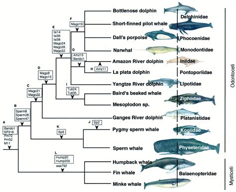 Image result for phylogenetic tree of cetaceans | River dolphin, Beaked ...